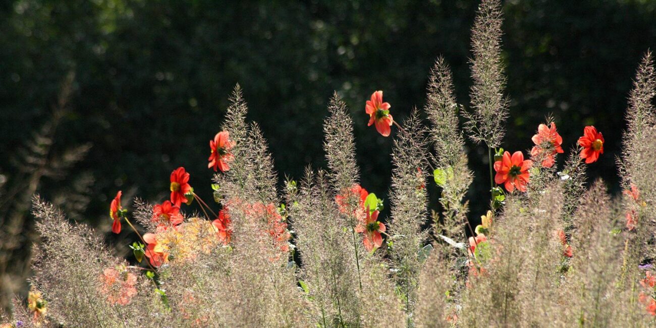 Border Beplantingen