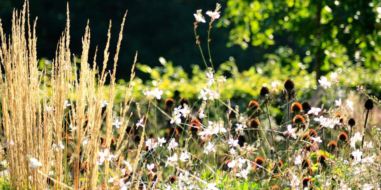 Prairiebeplanting