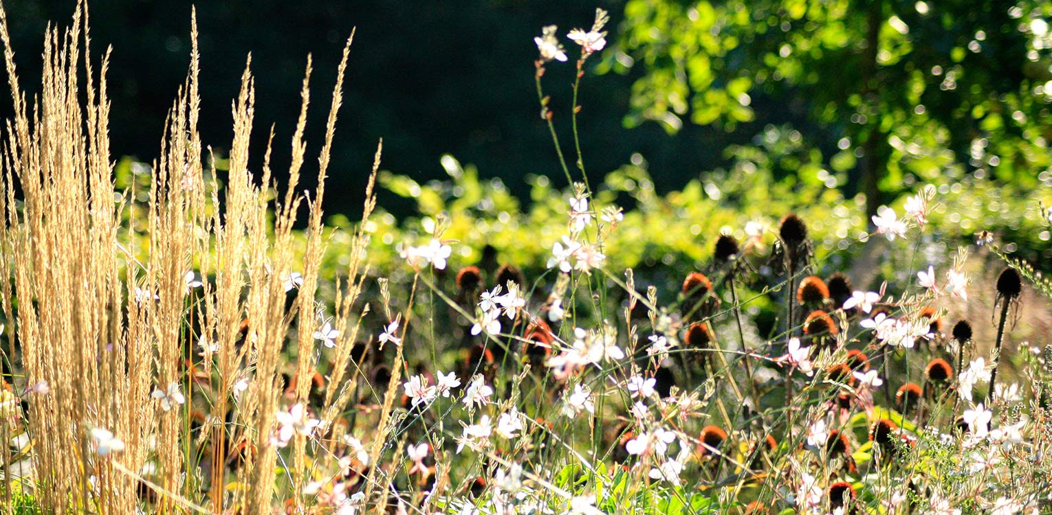 Prairiebeplanting