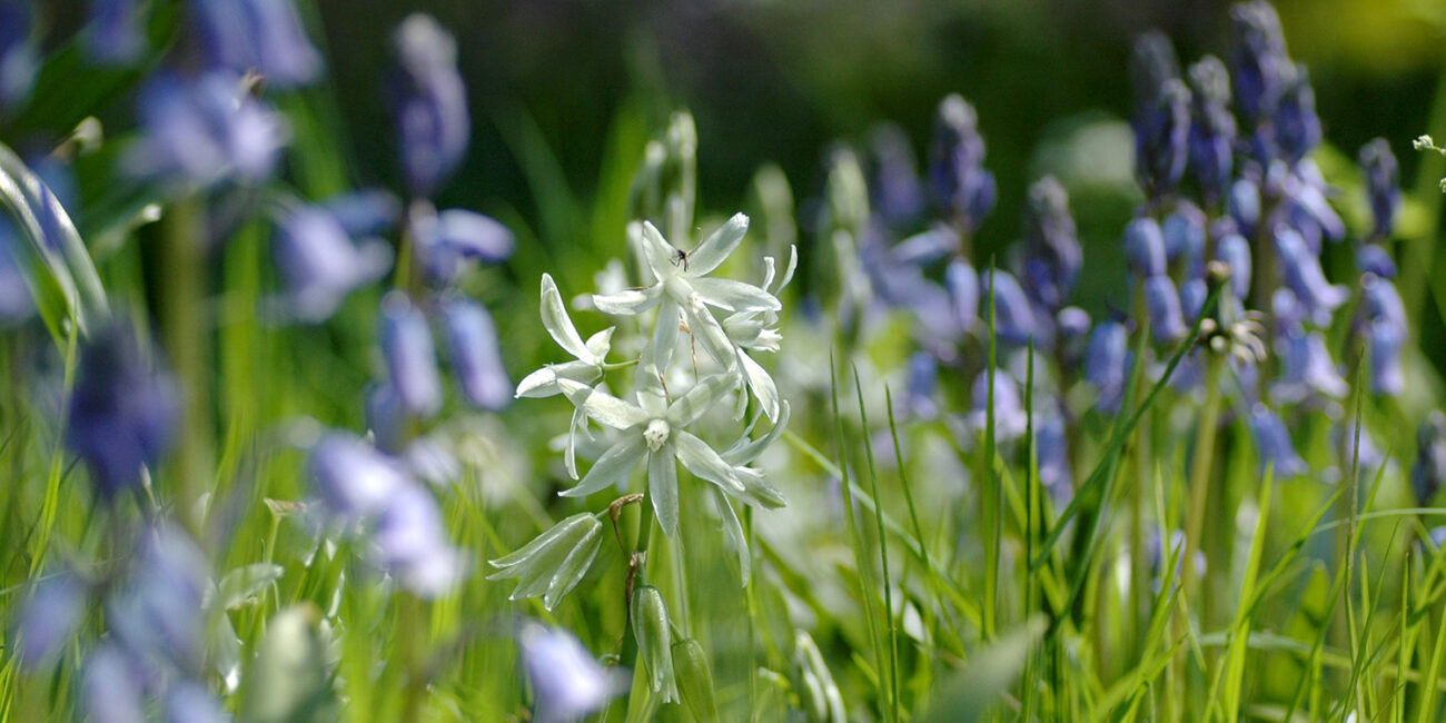 Stinzen Beplantingen