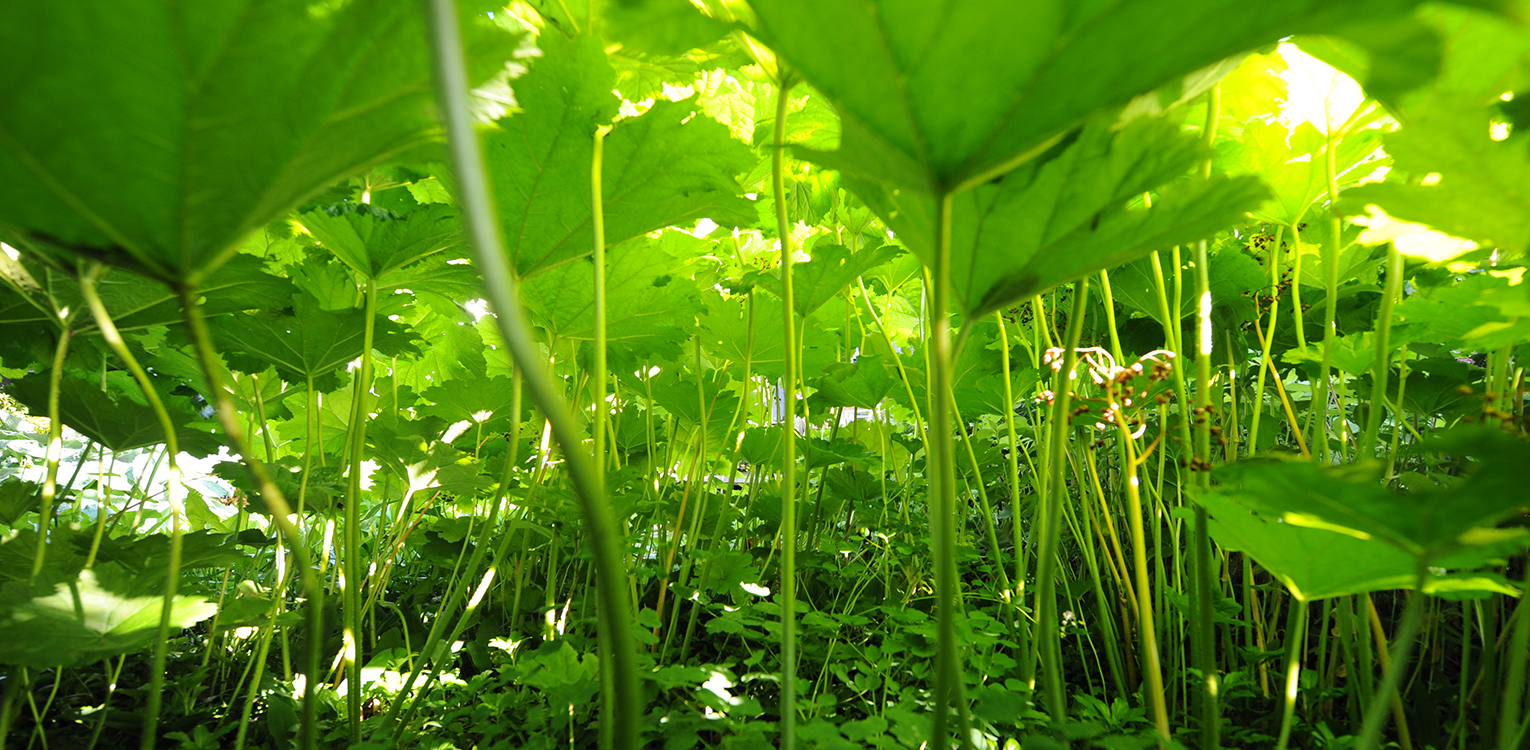 Waterrijke villatuin Warnsveld